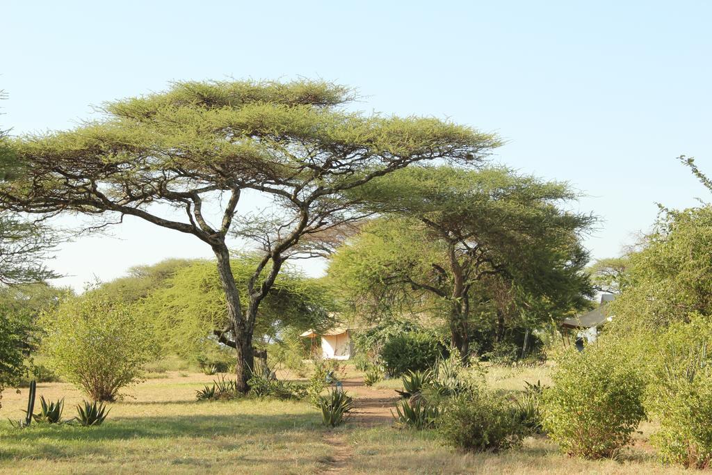 Mapito Tented Camp Σερενγκέτι Εξωτερικό φωτογραφία