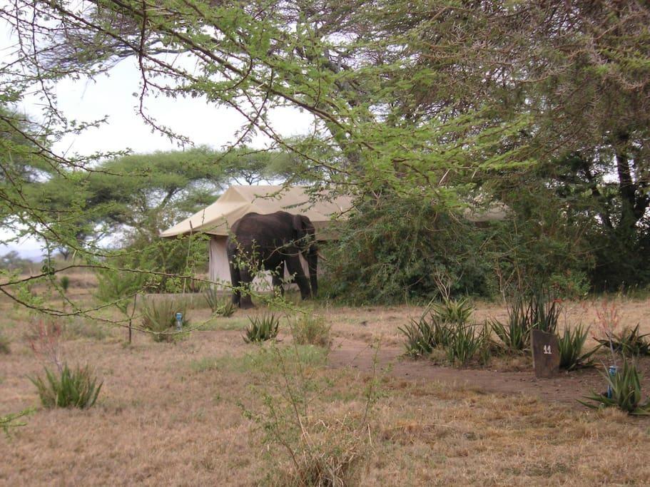 Mapito Tented Camp Σερενγκέτι Εξωτερικό φωτογραφία